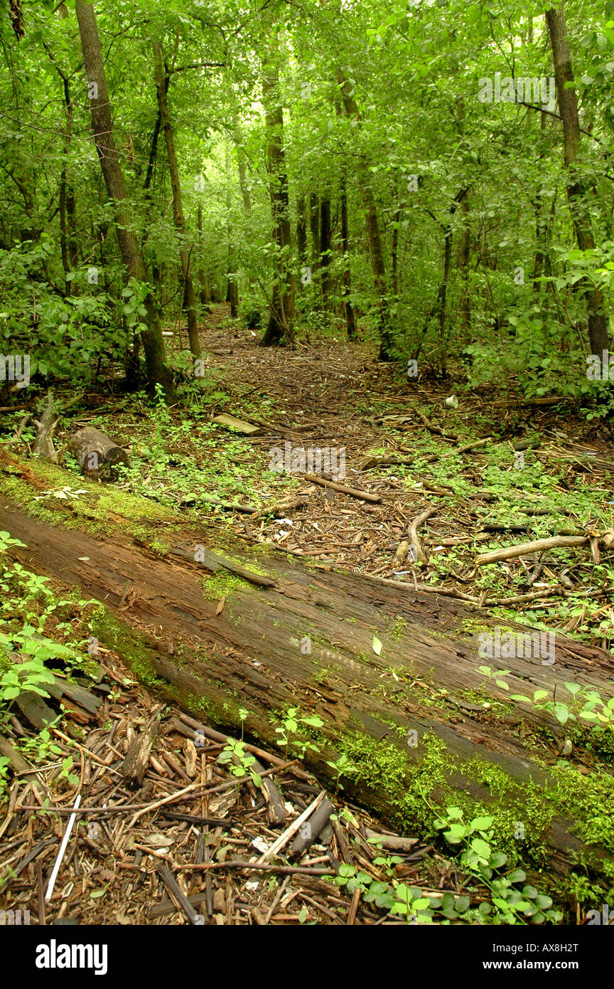 Un patchwork di registri ramoscelli e foglie formano la biancheria del letto di una foresta Foto Stock