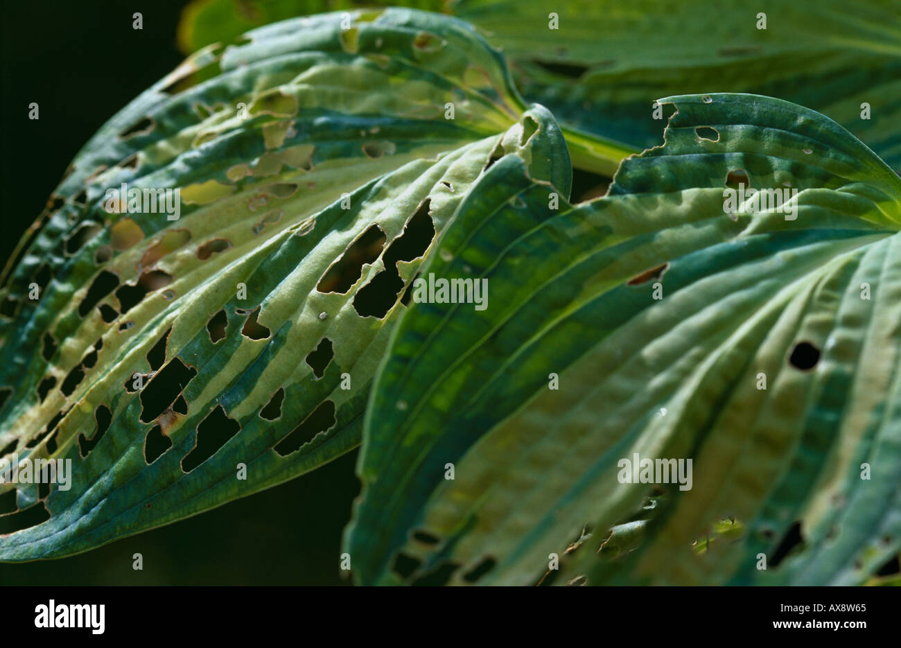 Hosta lascia distrutta da slug Foto Stock