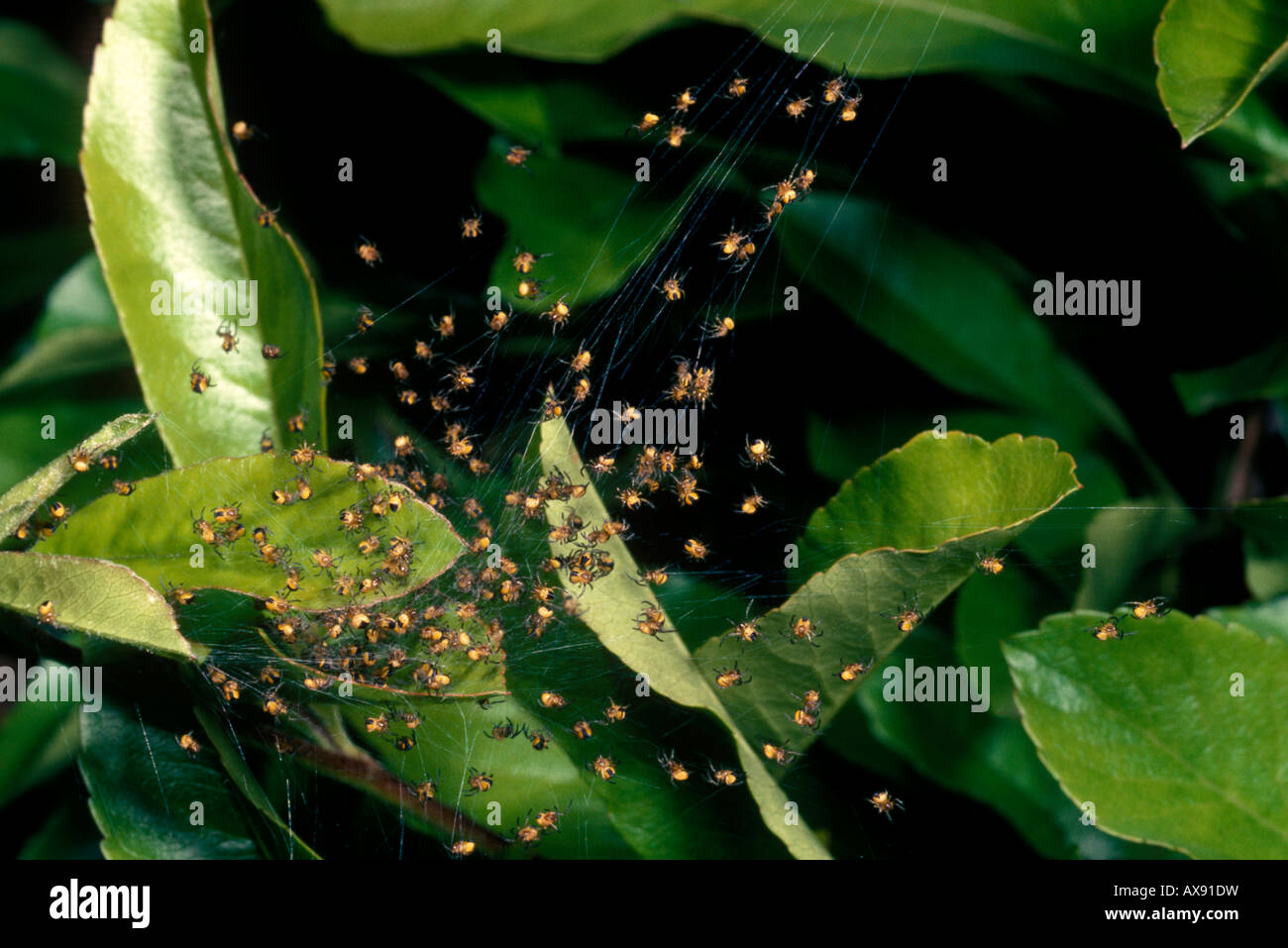 Giardino spiderlings sparsi arachnida araneae argiopidae Araneus vedere numero immagine AX9PIL per spiderlings vicino insieme Foto Stock
