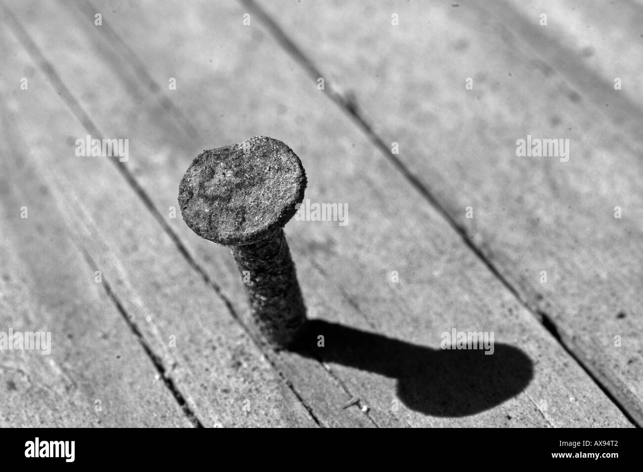 Chiodo arrugginito in un vecchio pezzo di decadimento del legno versione in bianco e nero Foto Stock