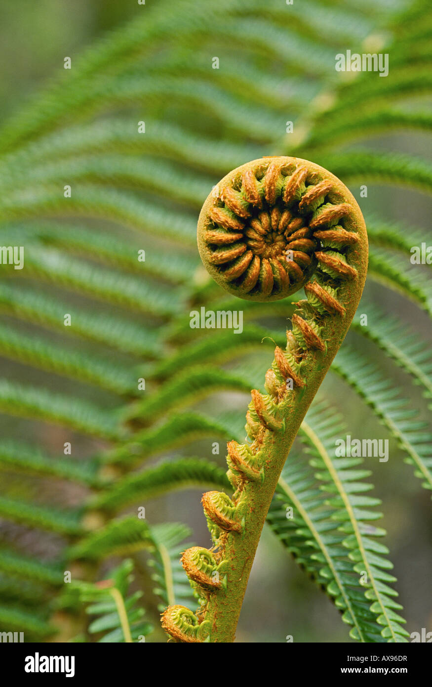 Felce Amaumau Sadleria cyatheoides un albero fern endemica di Hawaii Foto Stock