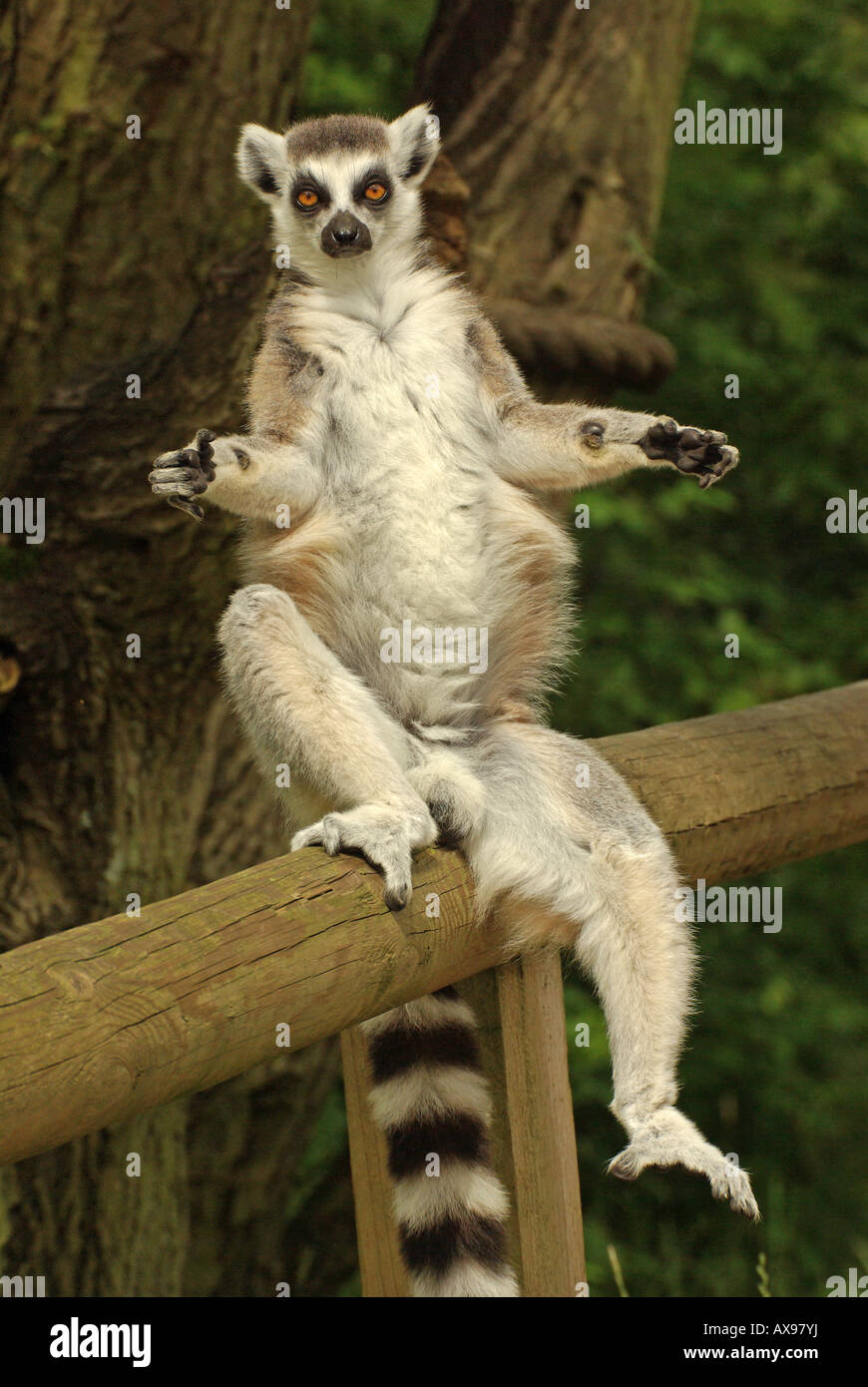 Anello-tailed lemur, Lemur catta Foto Stock