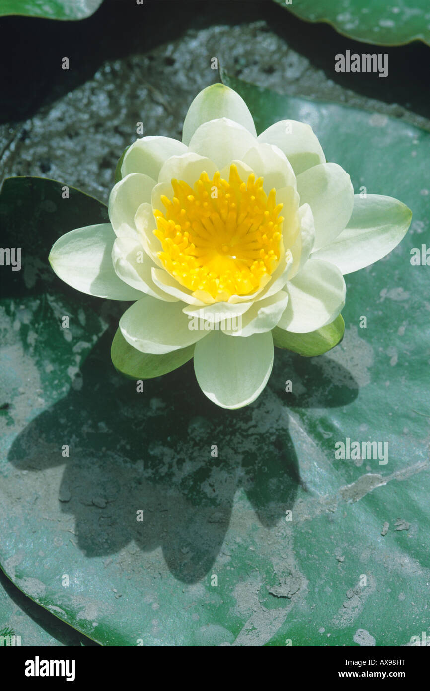 White Ninfea Bianca (Nymphaea alba) Foto Stock