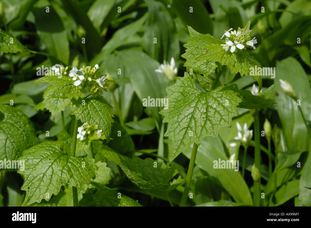 Aglio senape o Jack da siepe, alliaria petiolata Foto Stock