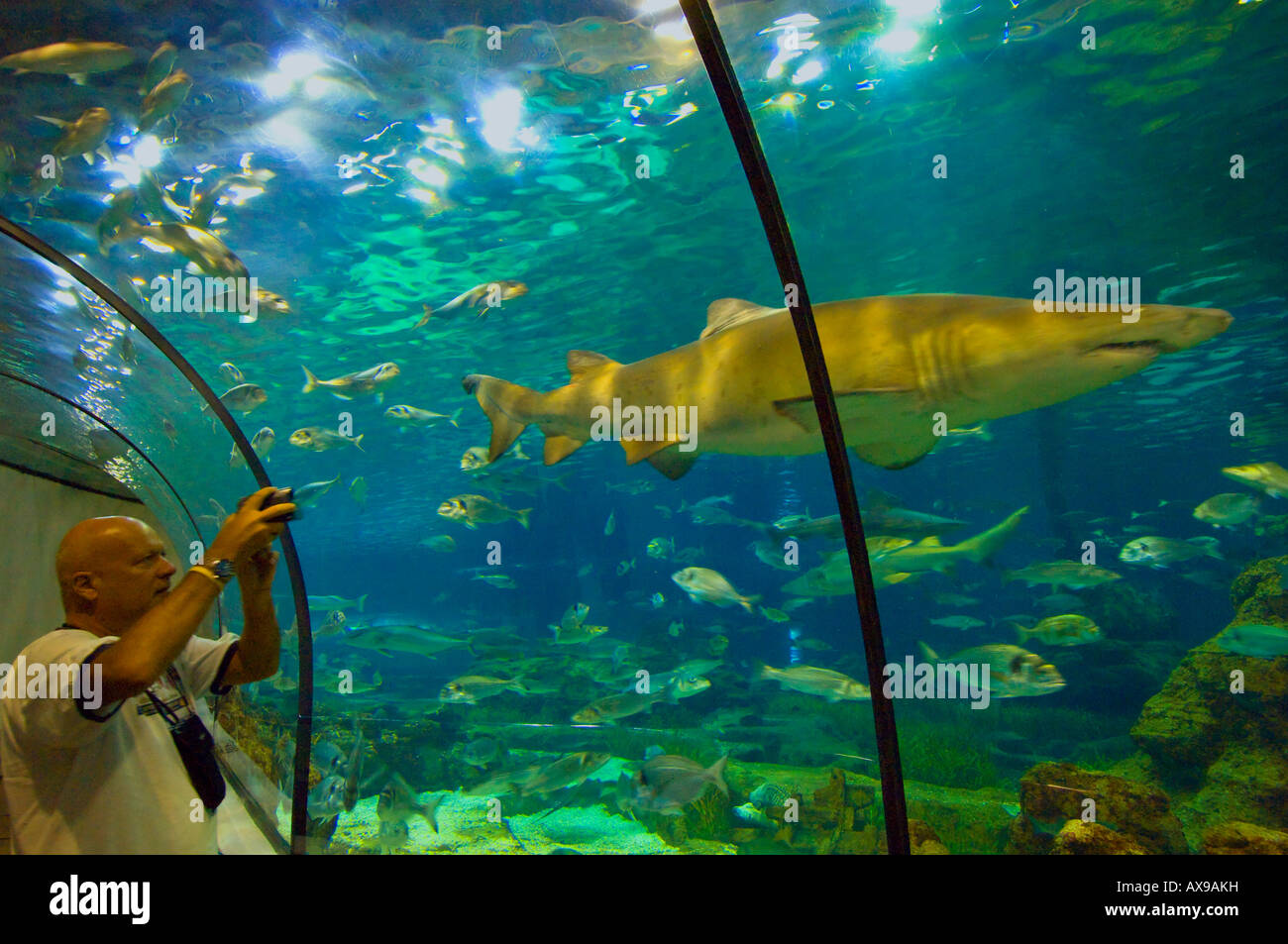 L Aquarium tunnel degli squali barcellona catalogna Spagna Foto Stock