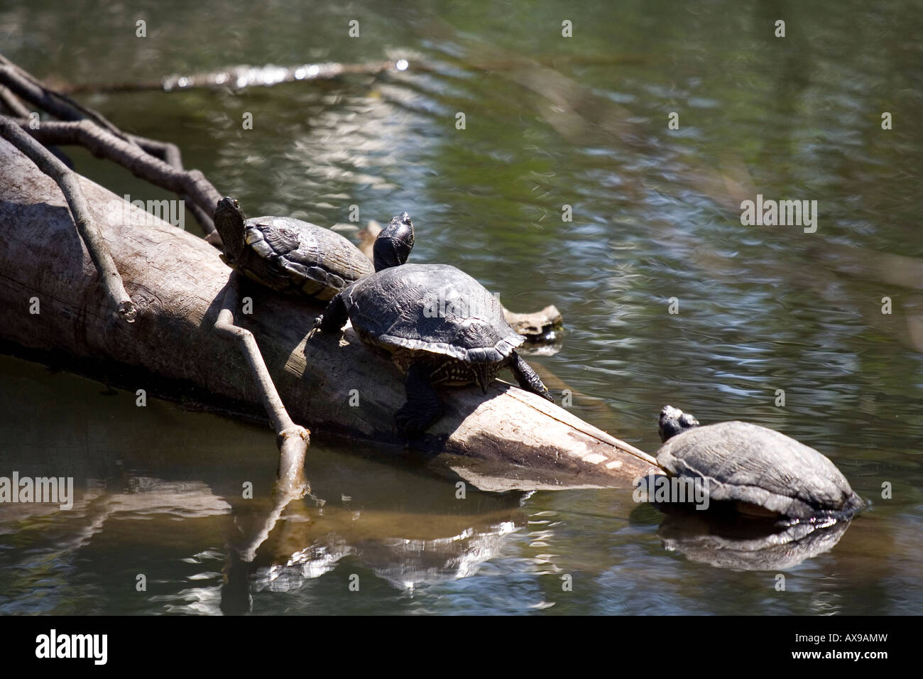 Tartarughe Scaldarsi al sole Foto Stock