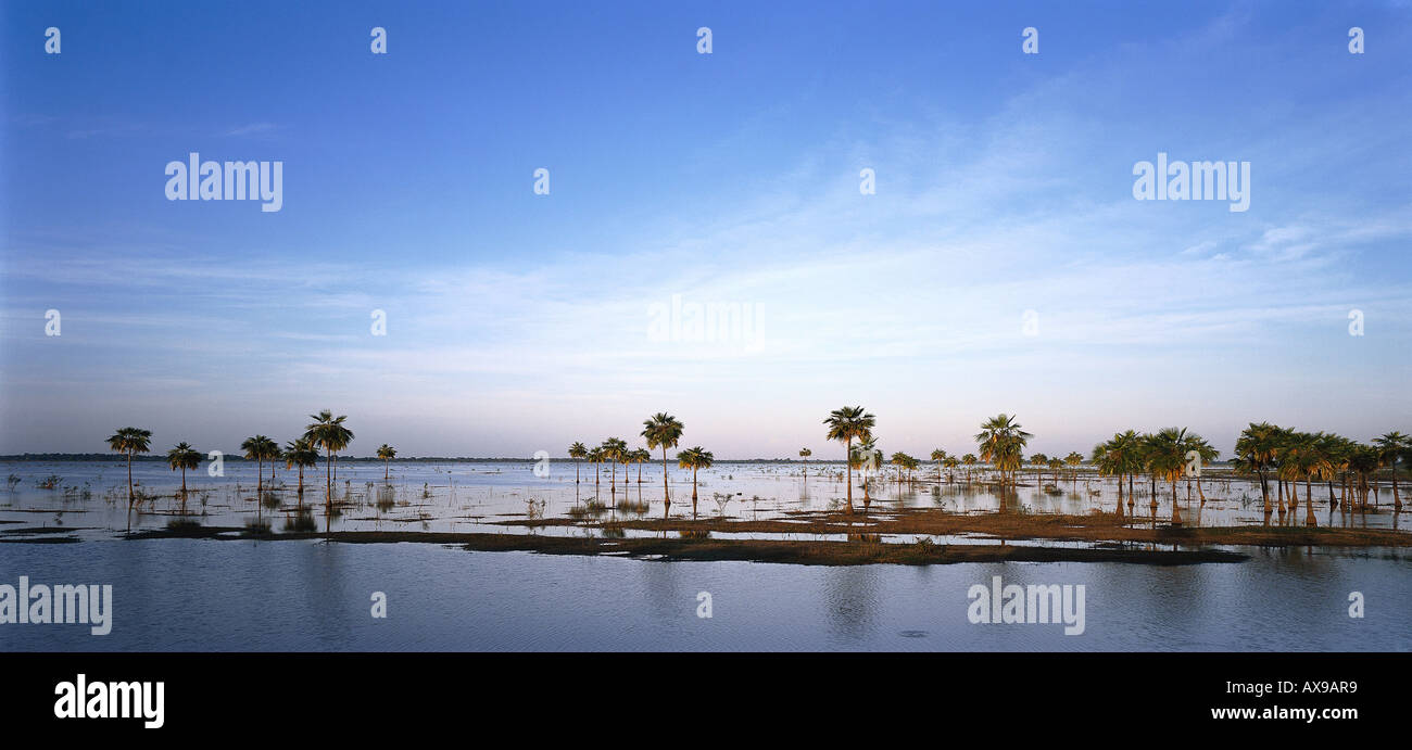 Gli alberi di palma, inondazioni in pianura, Llanos Occidentales, vicino a San Fernando de Apure, Venezuela Foto Stock