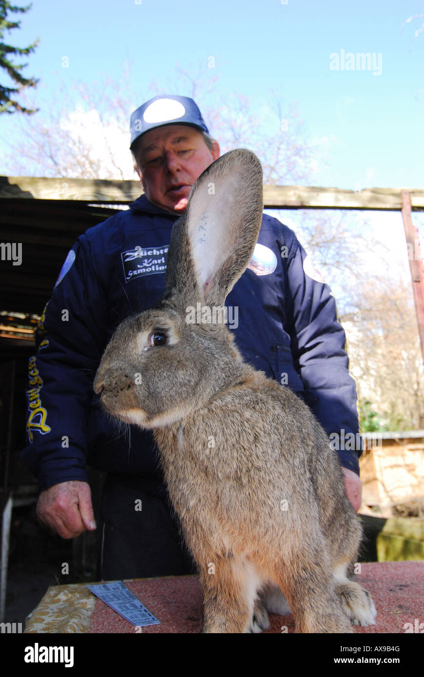 Coniglio tedesco allevatore Karl Szmolinsky con uno dei suoi conigli giganti Foto Stock