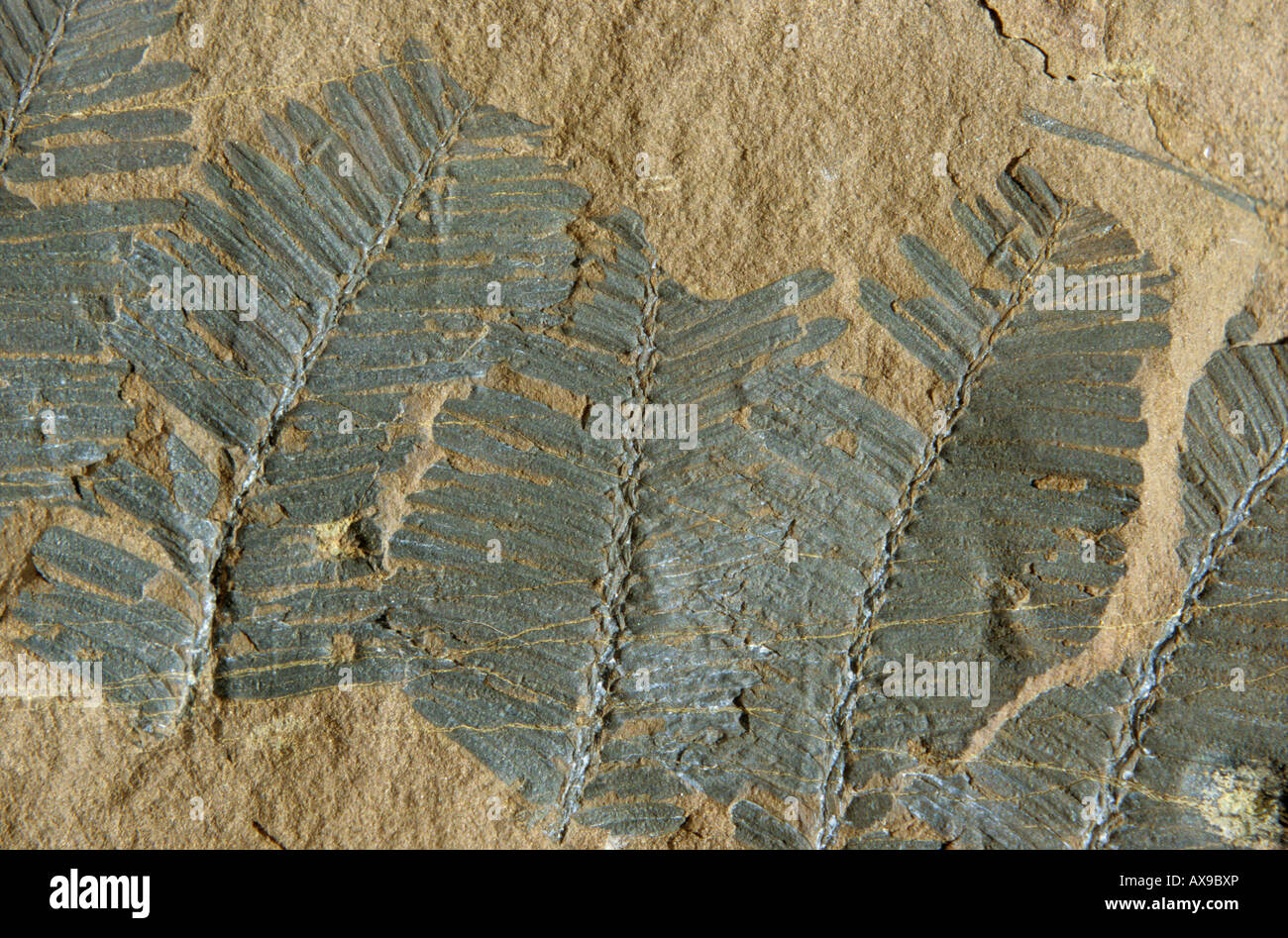 Close up Metasequoia fossili vegetali Bulkley fiume Columbia britannica Foto Stock