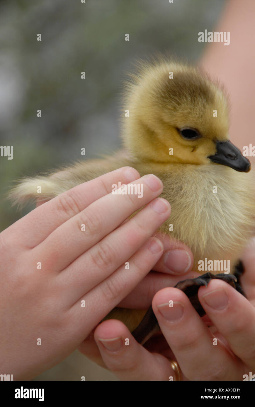 Baby Mallard duck. Foto Stock