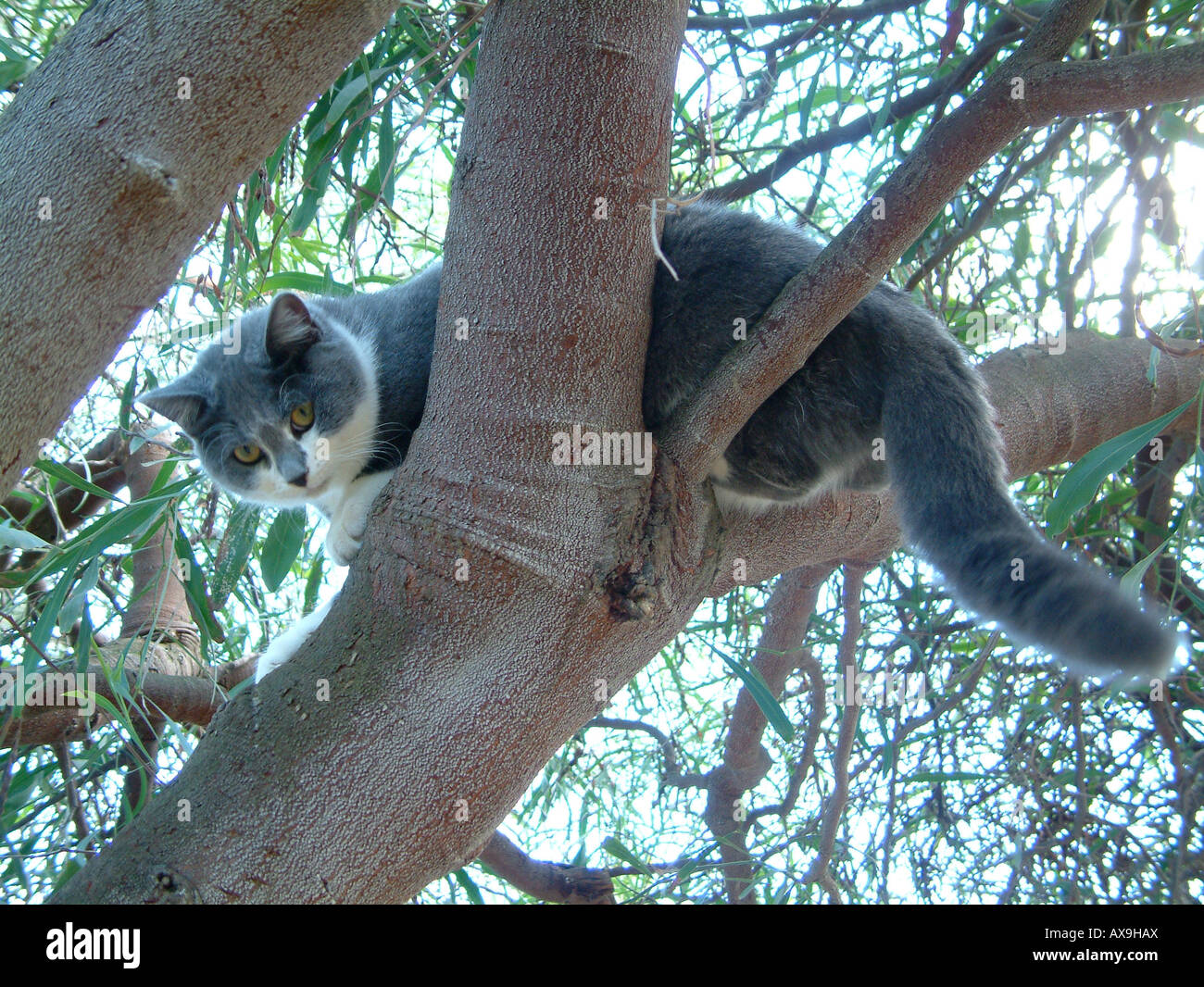gatto su un albero Foto Stock