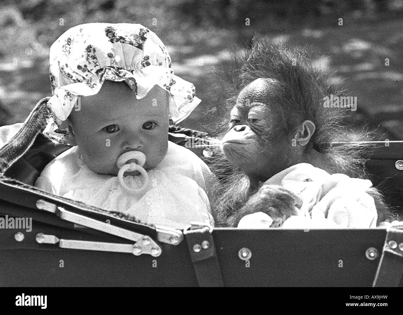 Uomo e bambino Orang-Utan Baby condividono una natura della PRAM o coltivare Foto Stock