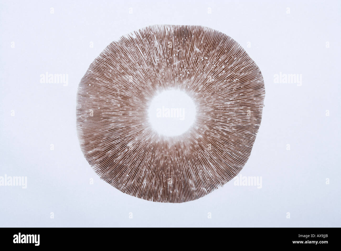 Stampa di spore di funghi cavallo Agaricus arvense Foto Stock