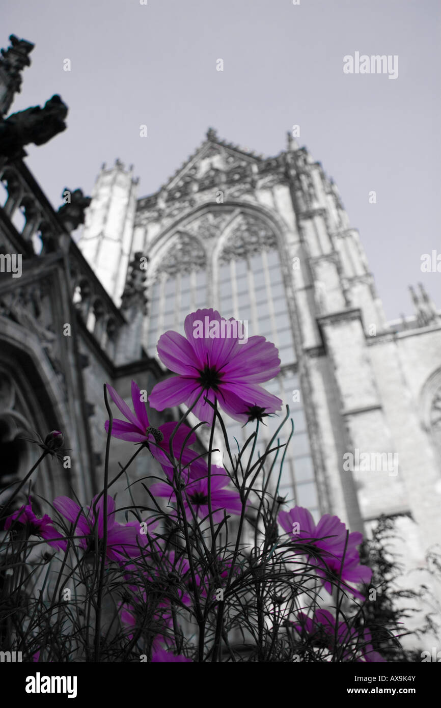 La Chiesa del Duomo di Utrecht, Paesi Bassi Foto Stock