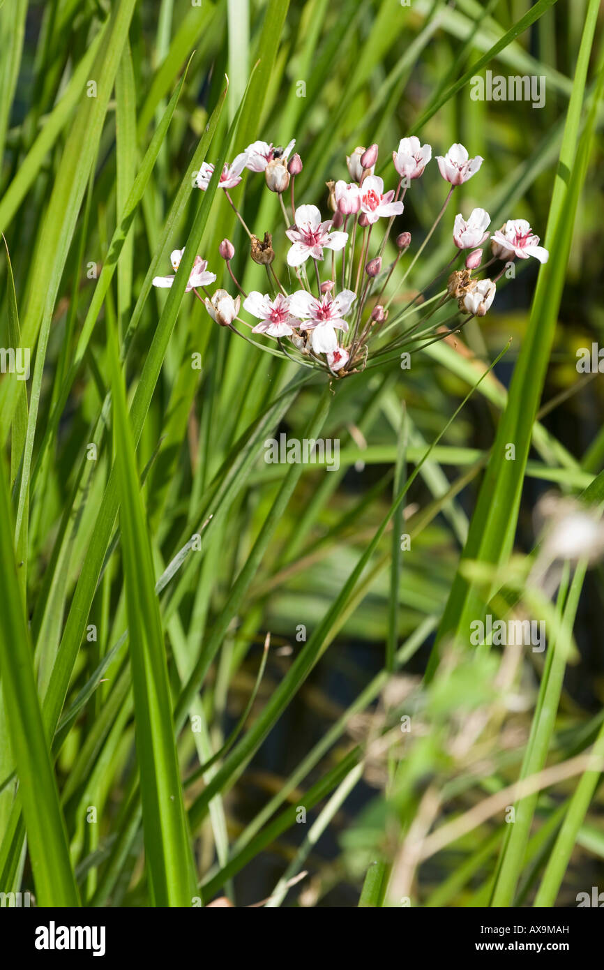 Butomas umbellatus Giunco fiorito Foto Stock