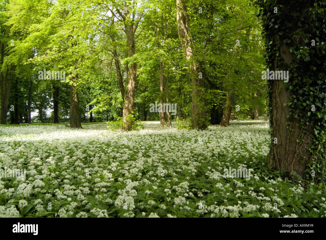 Macchie di luce che splende su un tappeto di bosco di 'aglio selvatico' Foto Stock
