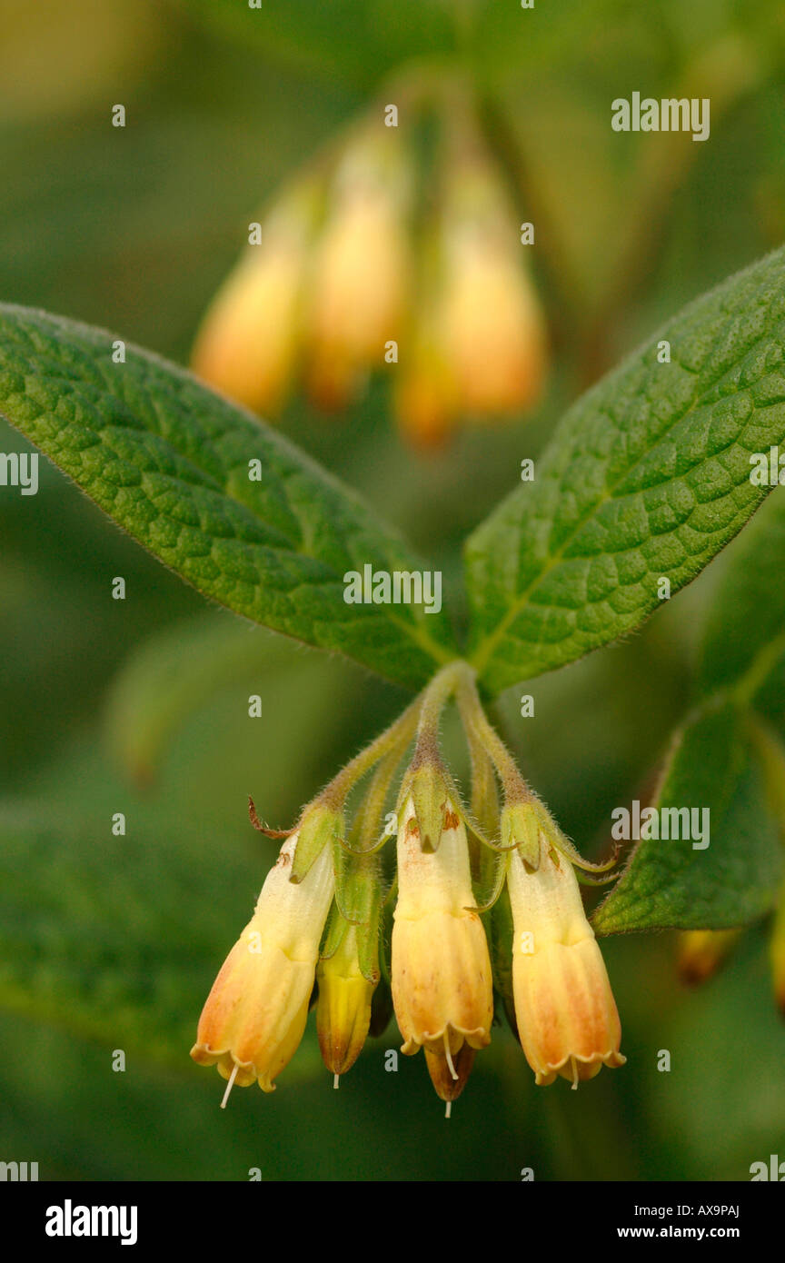 Consolida. Fioritura Comfrey comune,noto anche come Knitbone Foto Stock