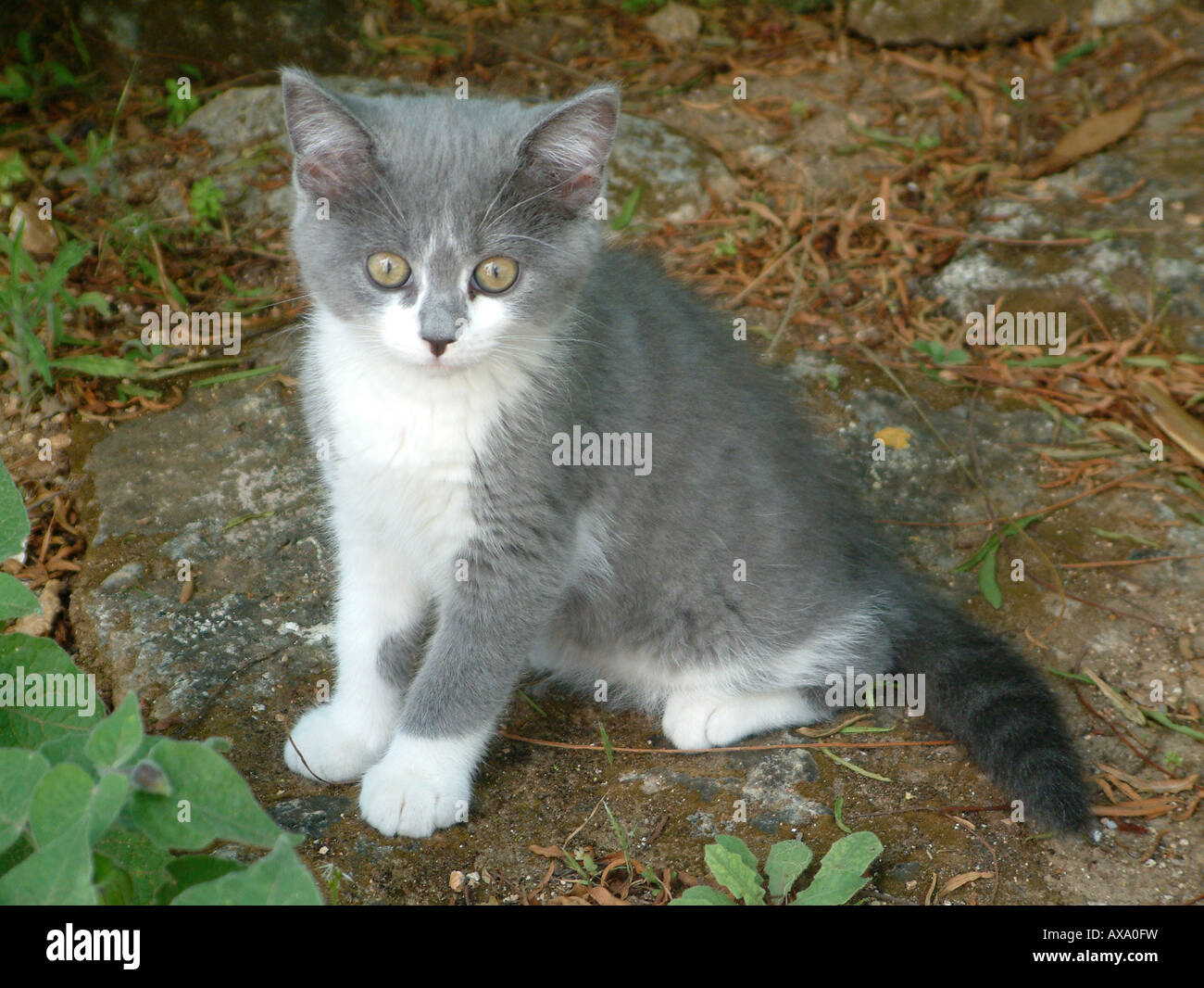 Grigio e bianco gattino, seduti all'aperto Foto Stock