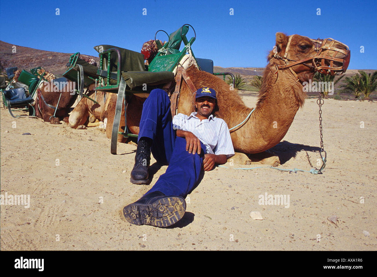 Kamelreiten, La Lajita, Fuerteventura, Kanarische Isole Spanien, Europa Foto Stock