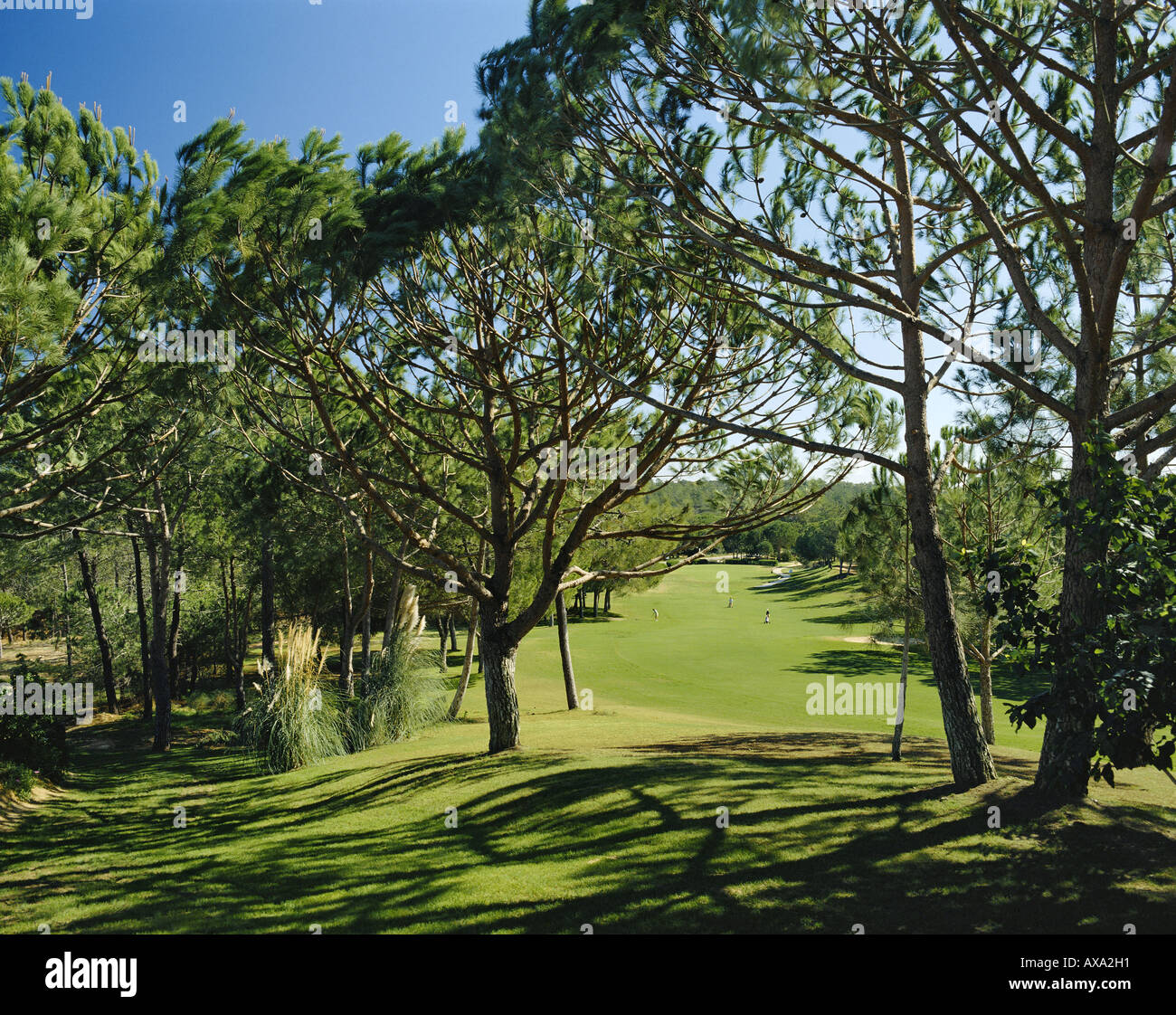 Il Portogallo Algarve Quinta do Lago di alberi di pino e fairway sul campo da golf Foto Stock