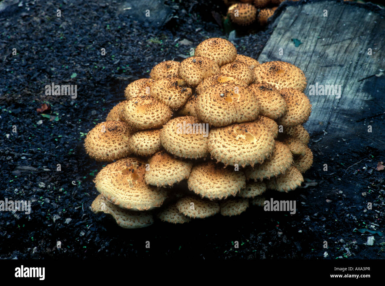 Funghi Basidiomiceti Shaggy Pholiota (pholiota squarrosa) Foto Stock