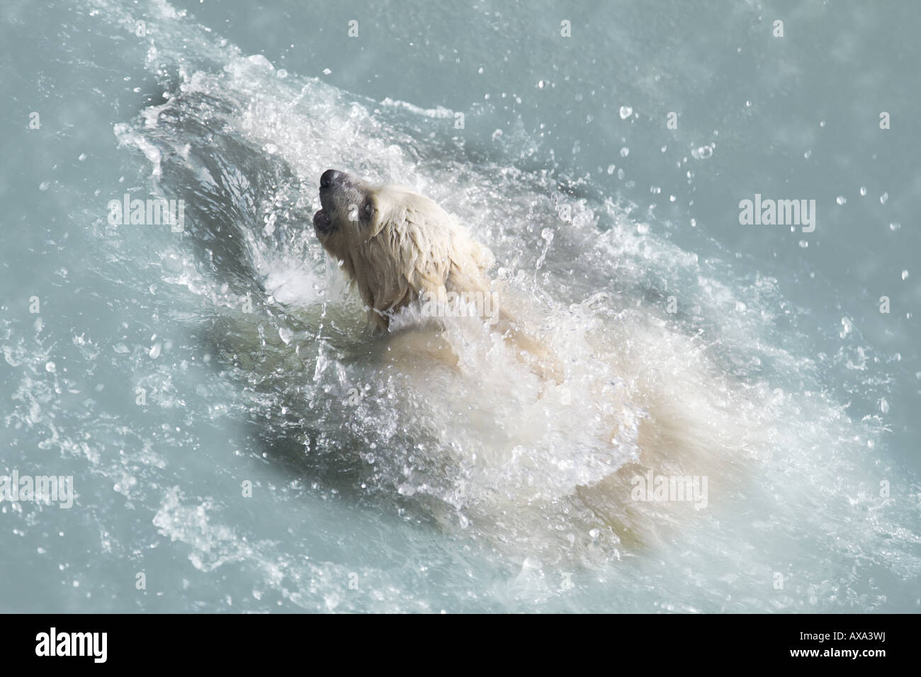 Cucciolo di orso polare. Foto Stock