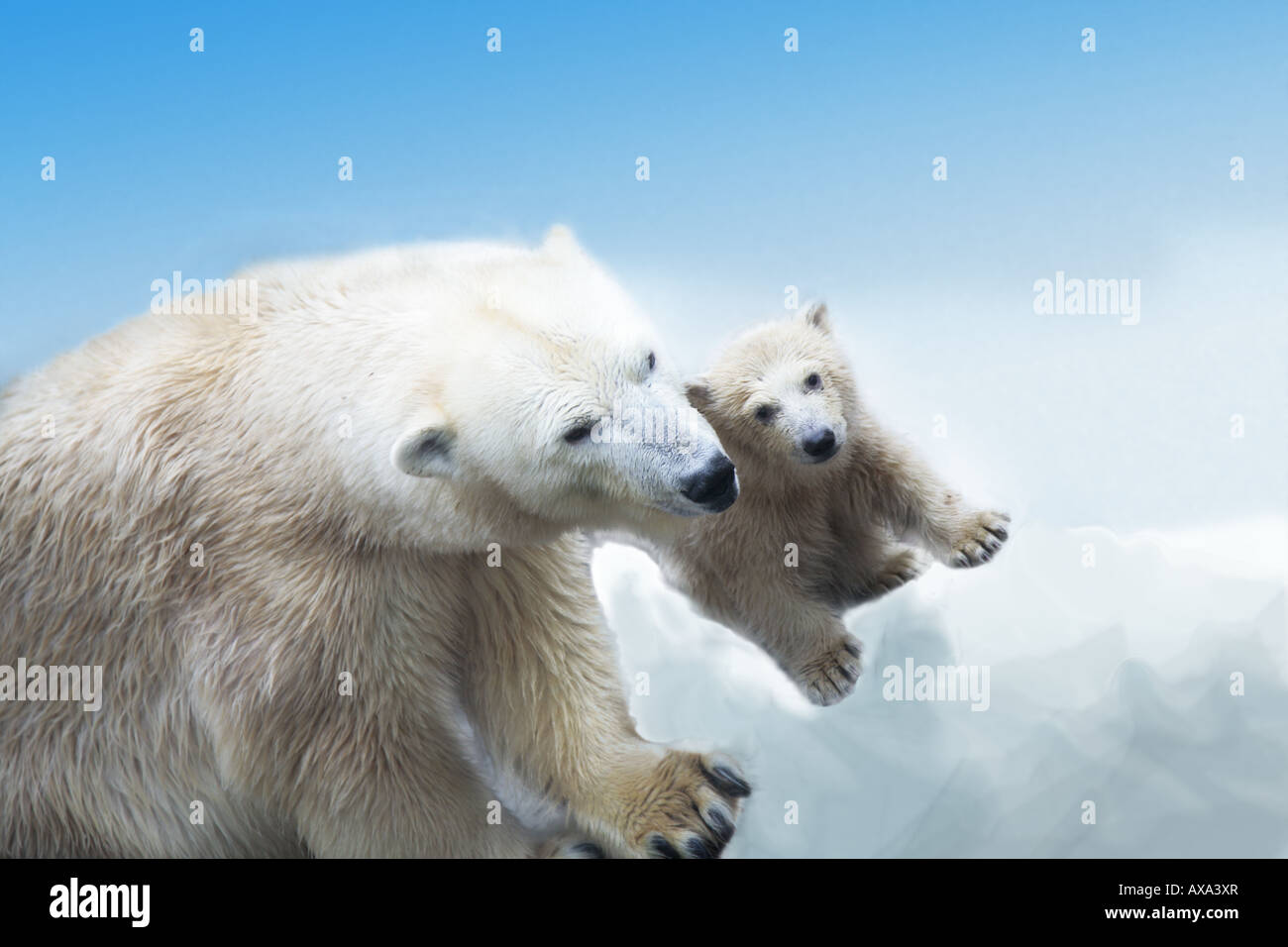 Orsi polari. Foto Stock
