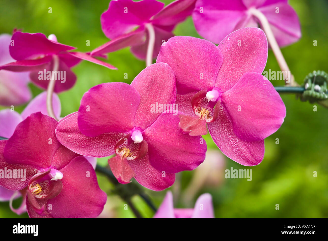 Orchidee viola sul display presso il San Diego Wild Animal Park. Foto Stock