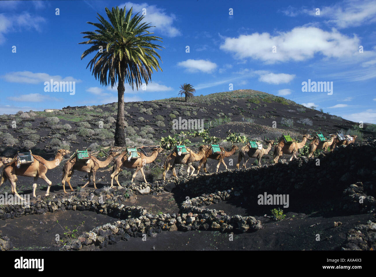 Kamele, Montanas del Fuego, bei Uga, Lanzarote, Kanaren Spanien, Europa Foto Stock