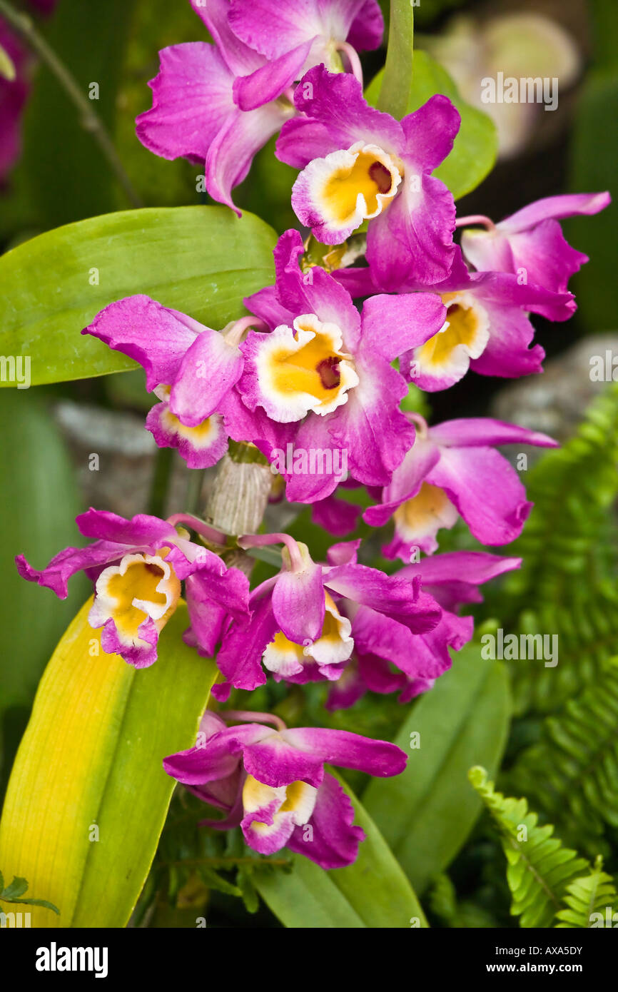 Orchidee viola sul display presso il San Diego Wild Animal Park. Foto Stock