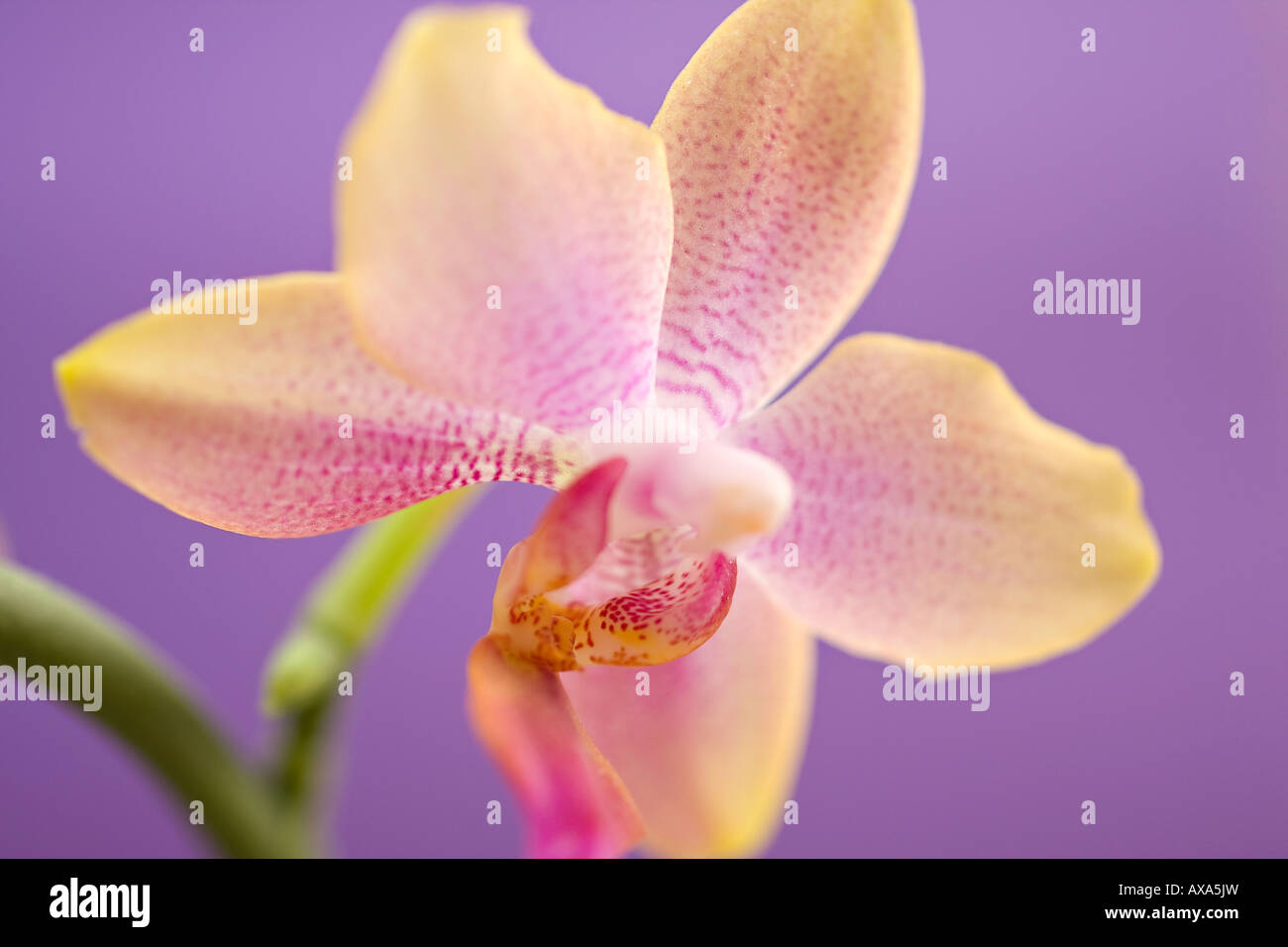 Un primo piano di un singolo lilla pallido e limone colorato Moth Orchid fiore (Phalaenopsis) su uno sfondo viola Foto Stock