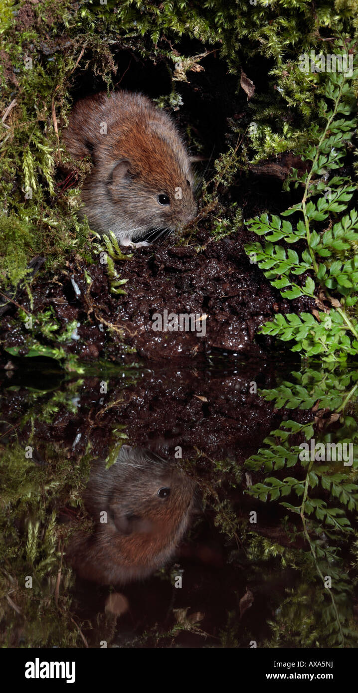 Bank vole Clethrionomys glareolus seduta da acqua con la riflessione Potton Bedfordshire Foto Stock