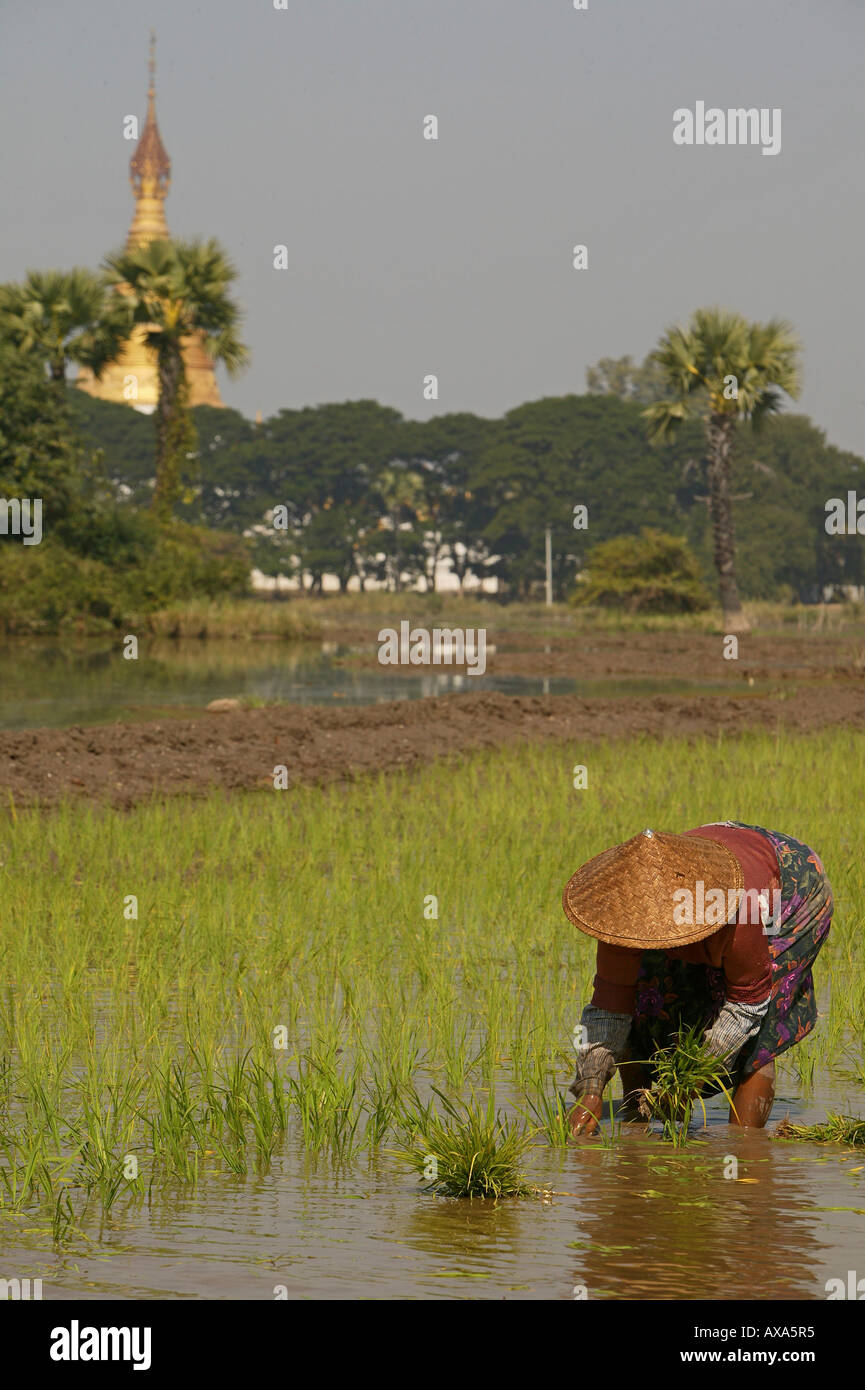 Donna di piantare il riso, in campi da Ava, Frau im capanna, beim Reis einpflanzen, Feldarbeit Foto Stock