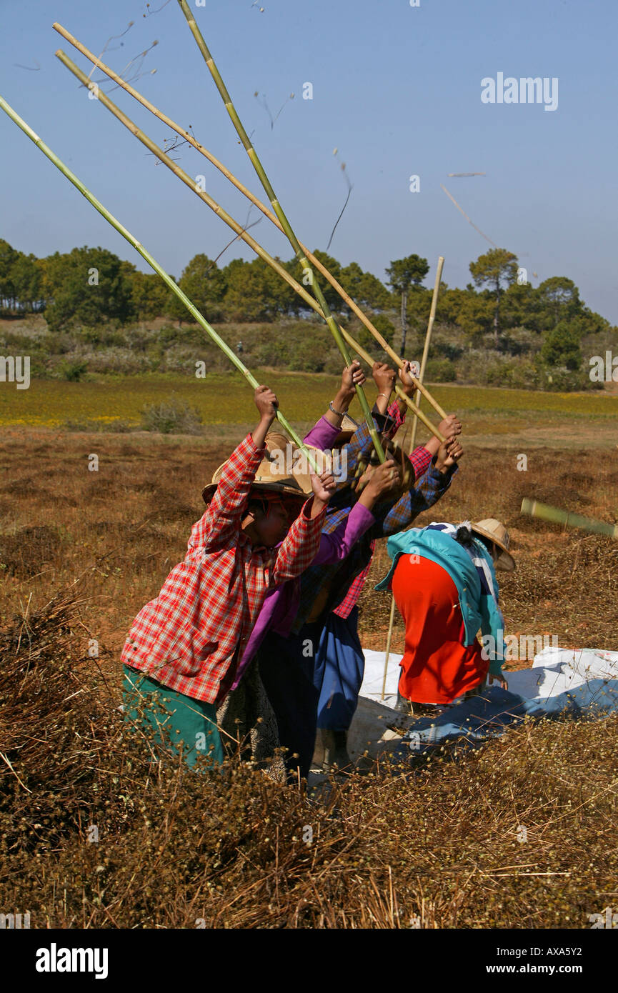 Le donne che lavorano nel settore, Birmania, Landwirtschaft bei Pindaya, trebbiatura piante di sesamo per separare i semi utilizzati per olio, Dreschen Foto Stock