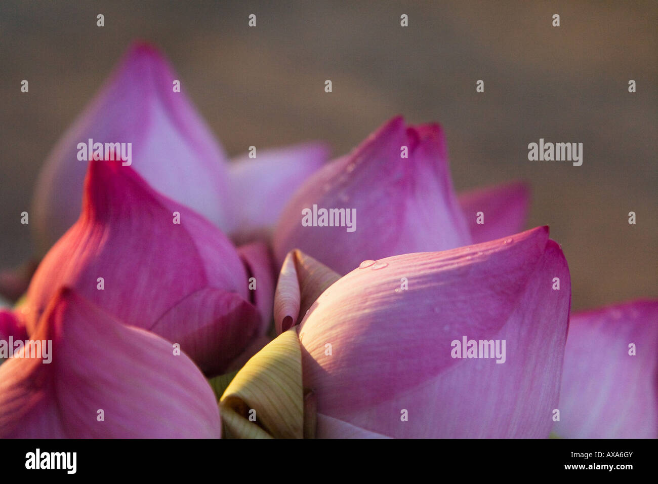 Fiore di loto bud Thailandia Foto Stock
