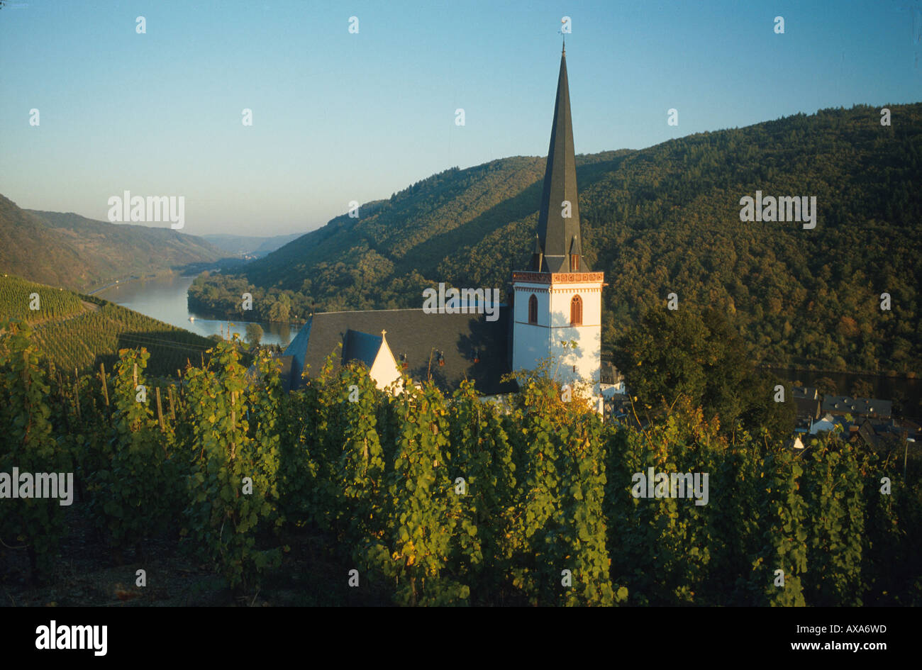 Mosel bei Klotten Renania-Palatinato, Deutschland Foto Stock