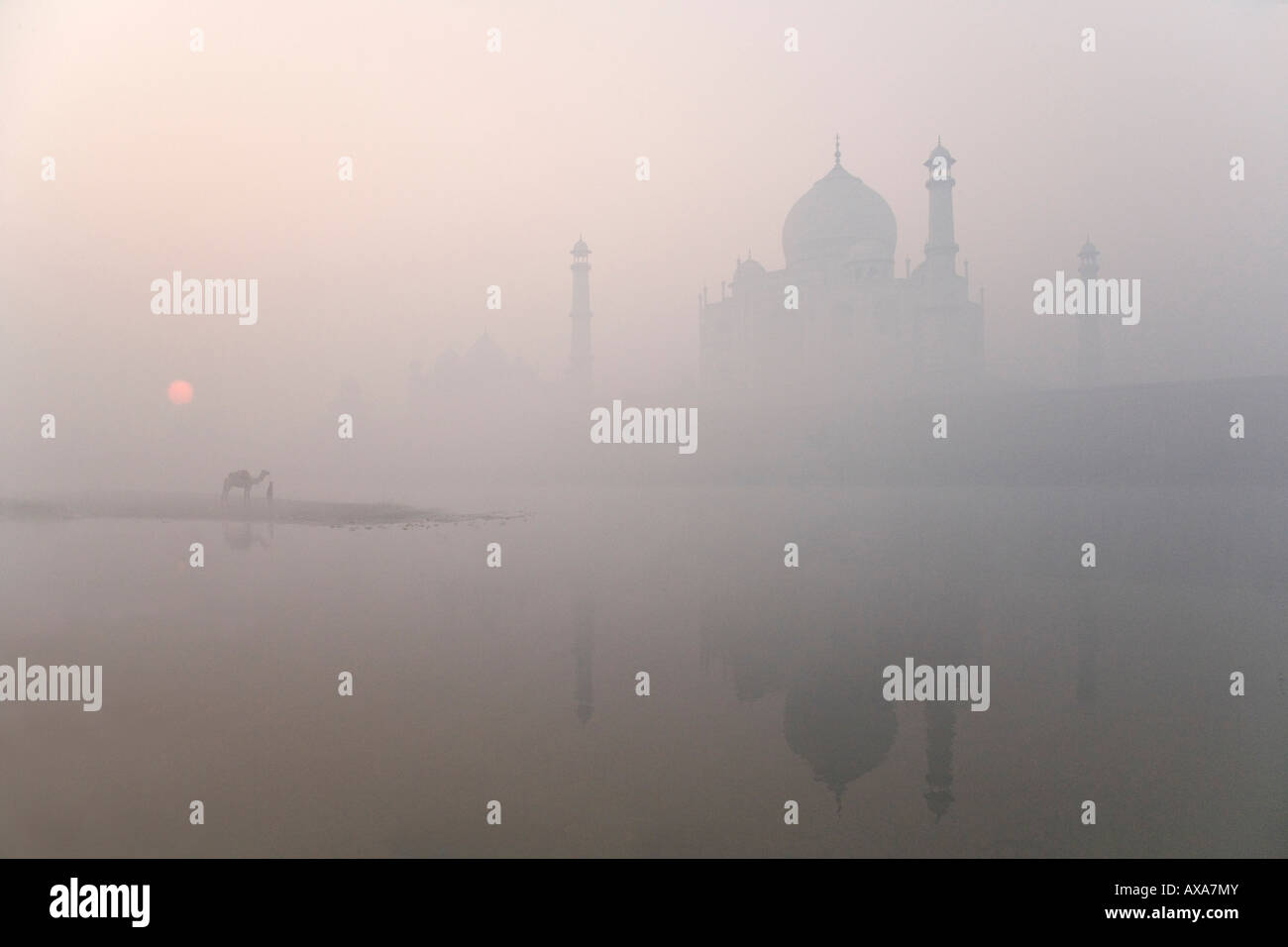 Ragazzo con il camel nel fossato del Taj Mahal di nebbia di mattina Agra India Foto Stock
