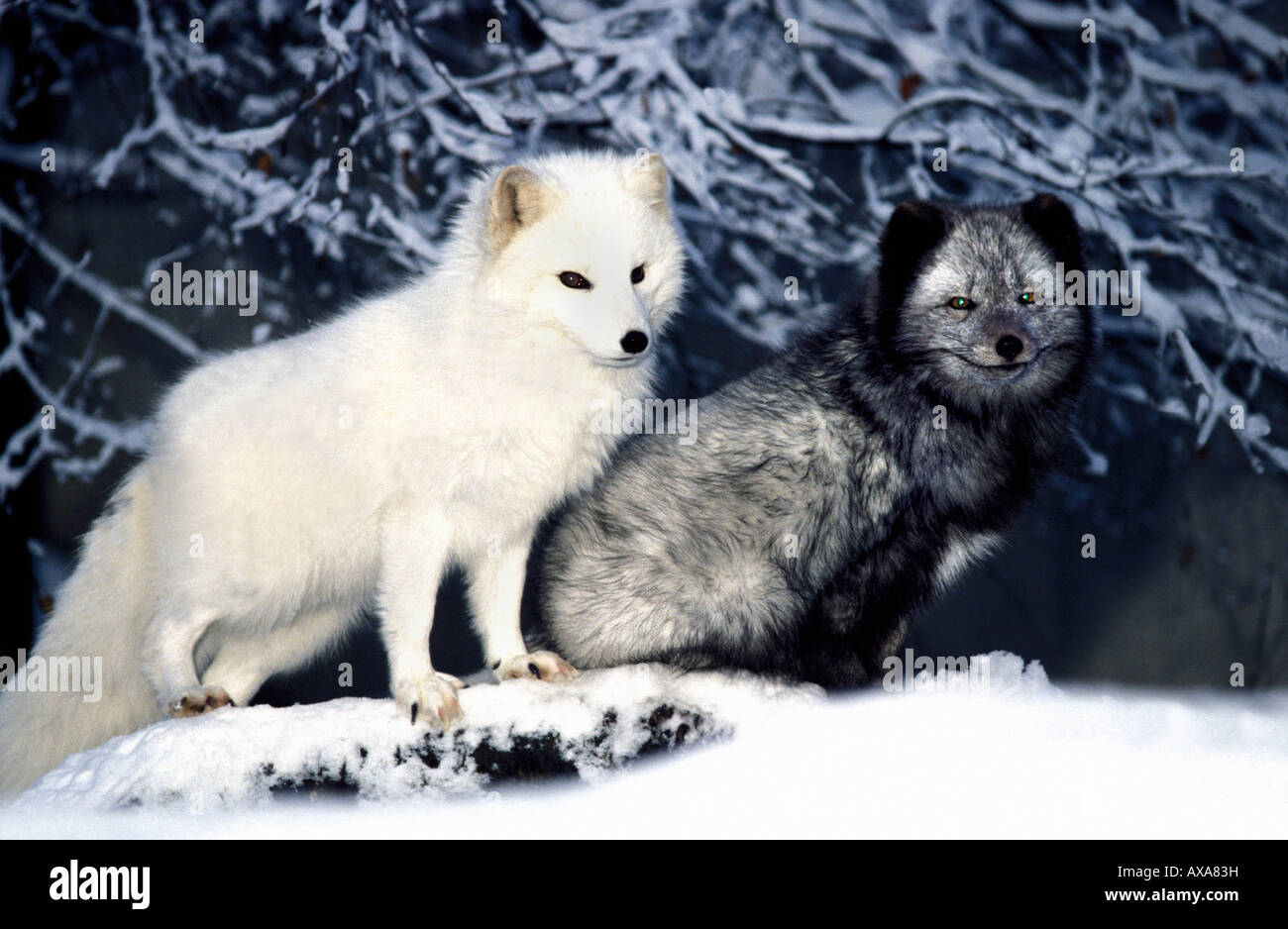 Renard polaire Arctic Fox Vulpes vulpes Alopex lagopus lagopus diversa fase adulto animale animali belve canidi Europa Foto Stock