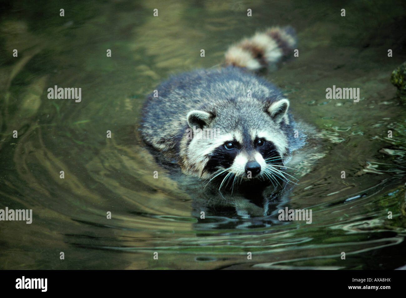 Raton laveur Waschbaer Racoon Procione lotor lavando il suo cibo lavant sa nourriture Canoidea animali carnivori carnivori Europa E Foto Stock