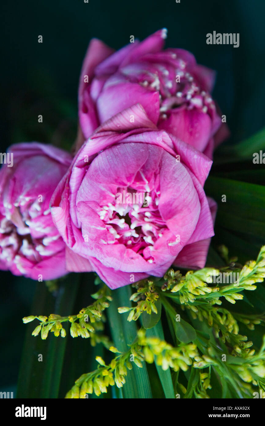 Fiore di loto bud Thailandia Foto Stock