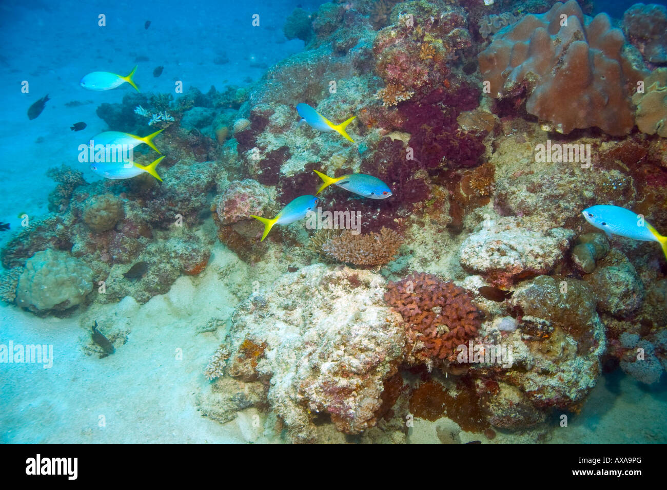 Piccola scuola di limanda fusilier pesci e coralli multicolore e spugne sulla grande barriera corallina in Australia Foto Stock