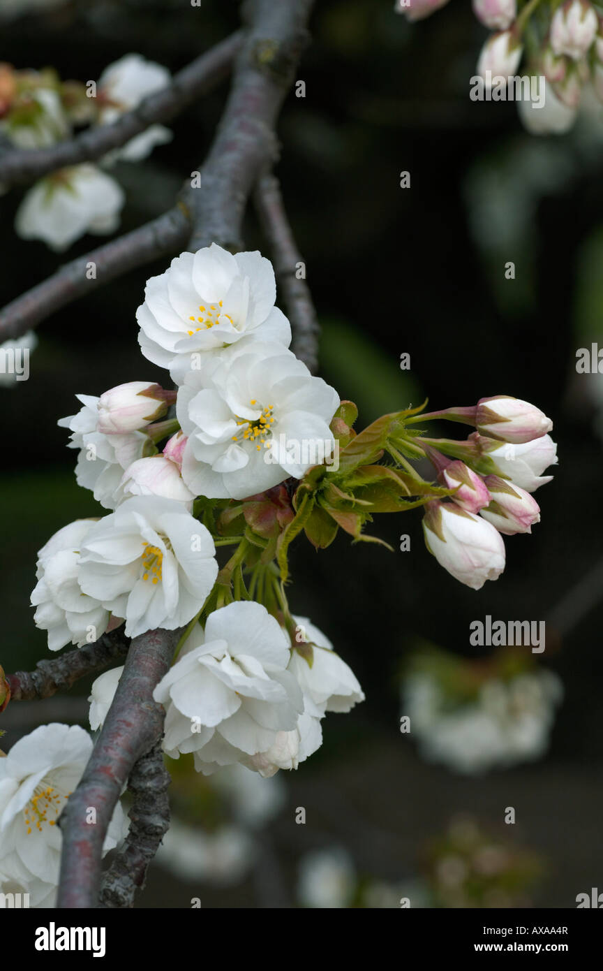 Prunus serrulata Shirotae Foto Stock