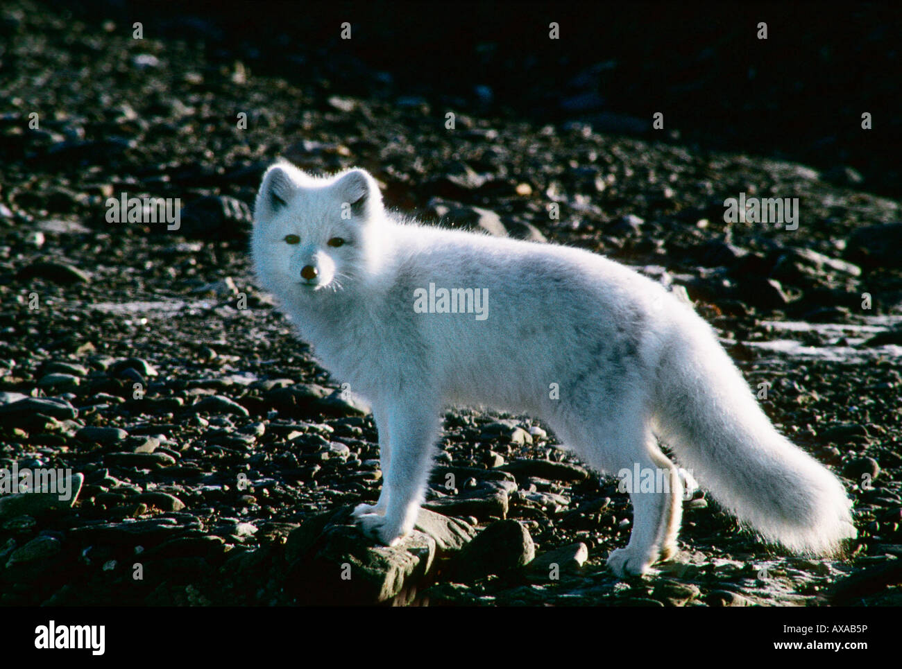 Arctic Fox Alopex lagopus madre e cuccioli Arktis Eisfuechse Europa Fuchs Fuchswelpen Fuechse Hundeartige Jungtiere Mutter Foto Stock