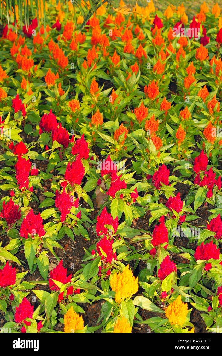 Rosso e arancio fiori nel letto di fiori della Thailandia Foto Stock