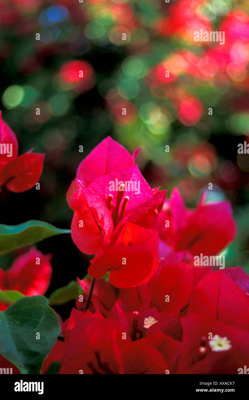 Bouganville, Yucatan, Messico Foto Stock