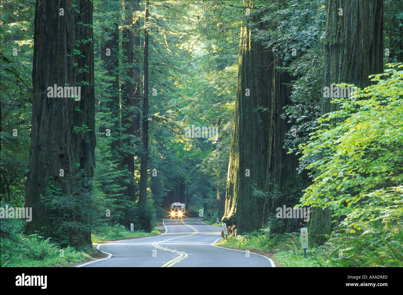 Avenue dei giganti dell'autostrada 101, Kalifornien, STATI UNITI D'AMERICA Foto Stock