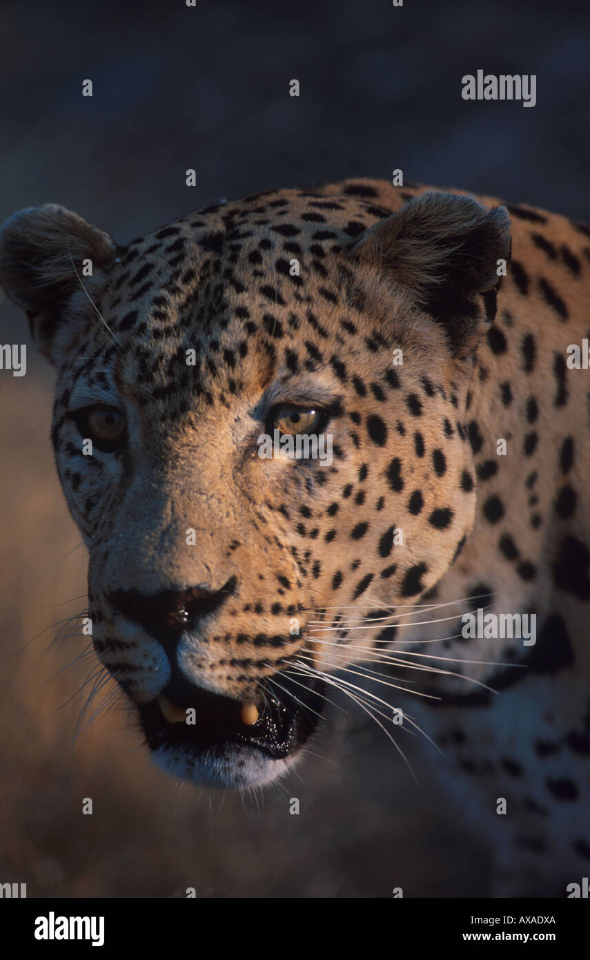Leopardo Afrika Foto Stock