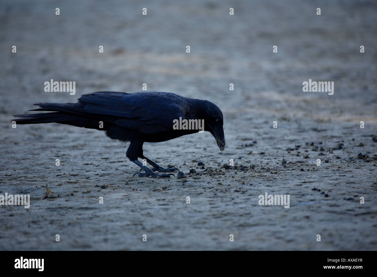 Poco Corvo Imperiale (Corvus mellori) utilizzando il suo becco a scavare per worms a bassa marea Foto Stock