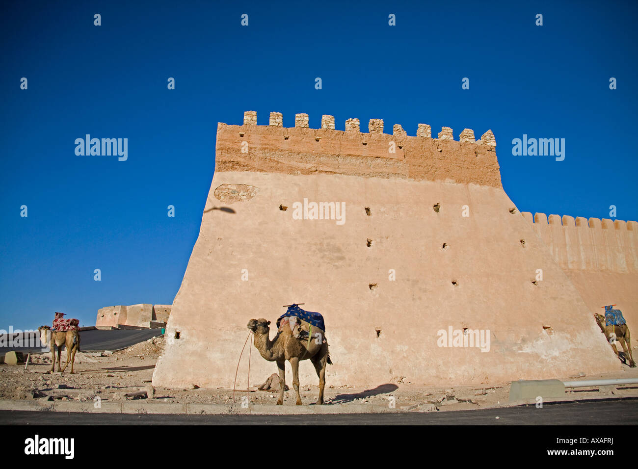 Dromedario in piedi nella luce del sole dal castello fortificato parete città vecchia di Agadir Marocco composizione orizzontale Foto Stock