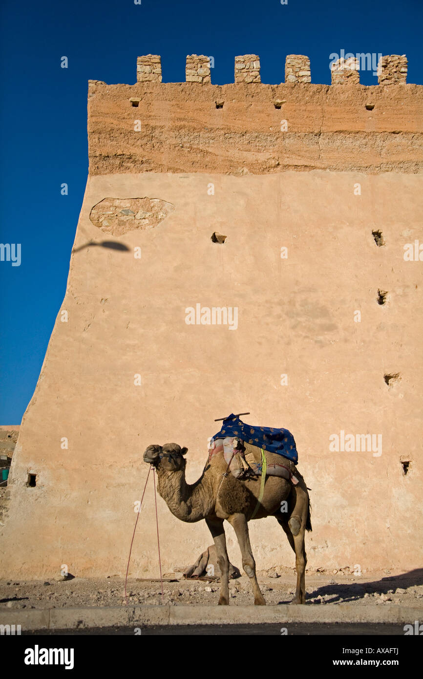 Dromedario in piedi nella luce del sole dal castello fortificato parete città vecchia di Agadir Marocco composizione verticale Foto Stock